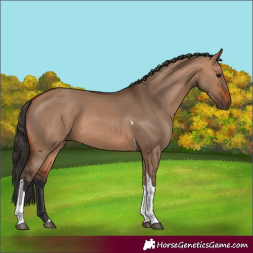 Horse Color:Bay Dun Tobiano 