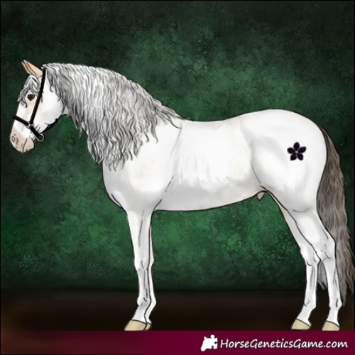 Horse Color:White Spotted Buckskin Roan 