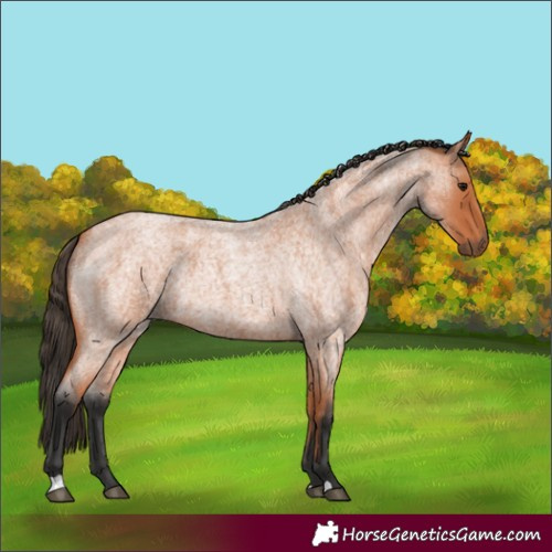 Horse Color:Bay Roan 