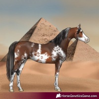 Horse Color:Bay Sabino 