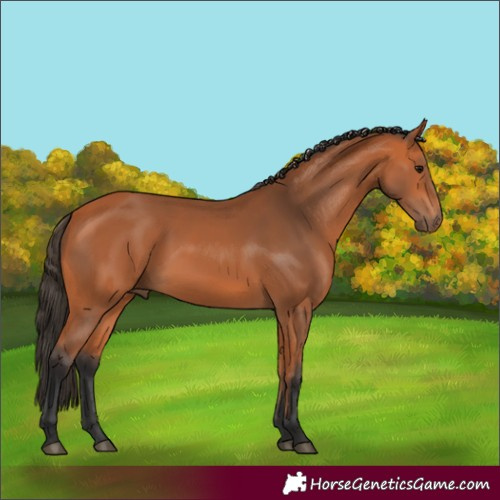 Horse Color:Bay 