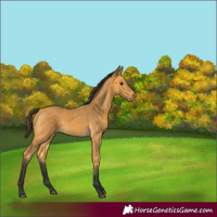 Horse Color:Buckskin 