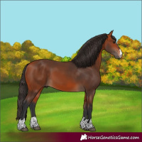 Horse Color:Bay 