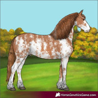 Horse Color:Chestnut Sabino 