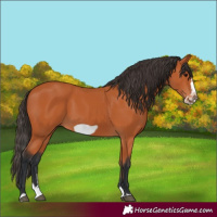 Horse Color:Bay Splash Frame 