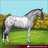 Horse Color:Blue Roan Tobiano Appaloosa 