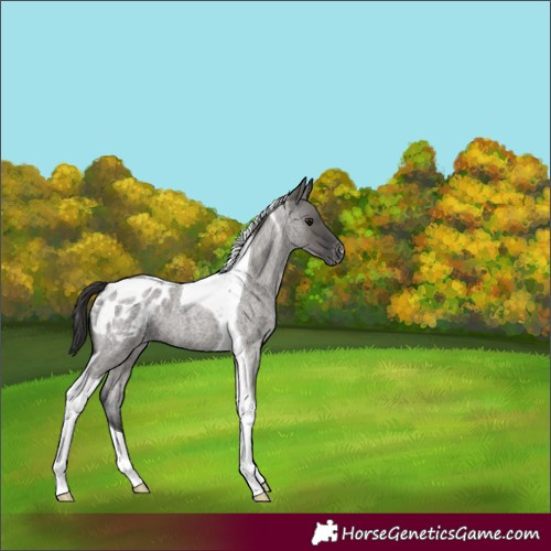 Horse Color:Grullo Roan Tobiano Appaloosa 