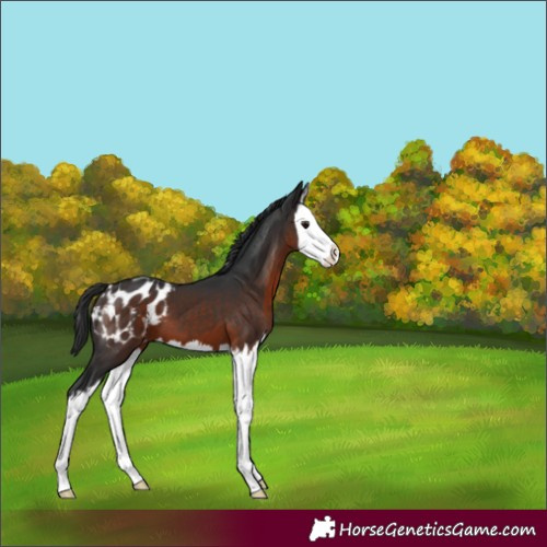 Horse Color:Brown Splash Appaloosa 