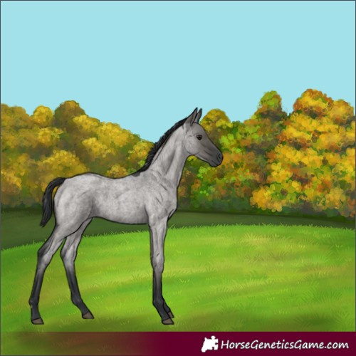 Horse Color:Grullo Roan 