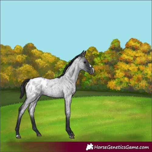 Horse Color:Blue Roan Appaloosa 
