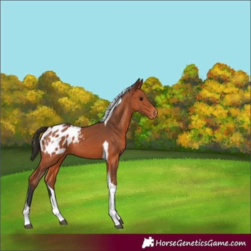Horse Color:Bay Tobiano Blanket 