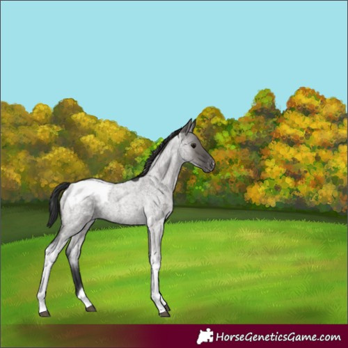 Horse Color:Grullo Roan Tobiano Blanket Rabicano 