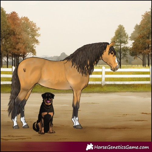 Horse Color:Buckskin 