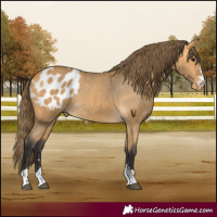 Horse Color:Buckskin Blanket 