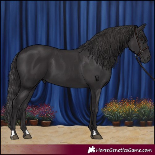 Horse Color:Smoky Black 