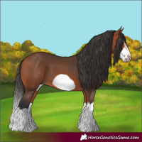 Horse Color:Bay Splash Frame 
