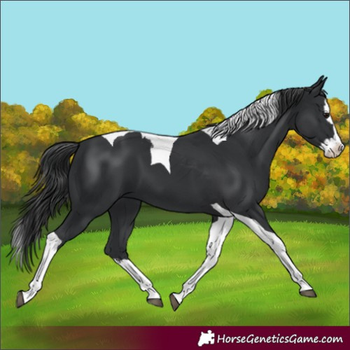 Horse Color:Black Splash Tobiano