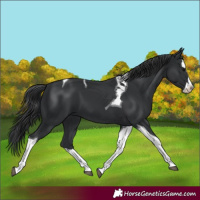 Horse Color:Black Splash Tobiano 