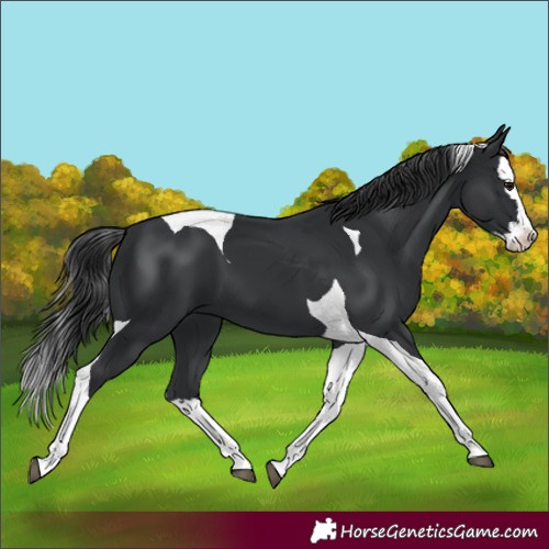 Horse Color:Black Splash Tobiano