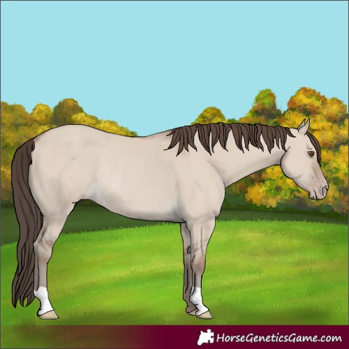 Horse Color:Classic Champagne Dun Rabicano 