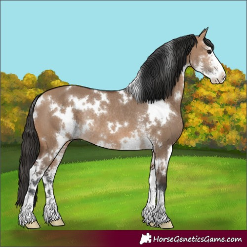 Horse Color:White Spotted Bay Dun Sabino Rabicano 