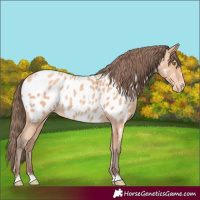 Horse Color:Amber Champagne Appaloosa