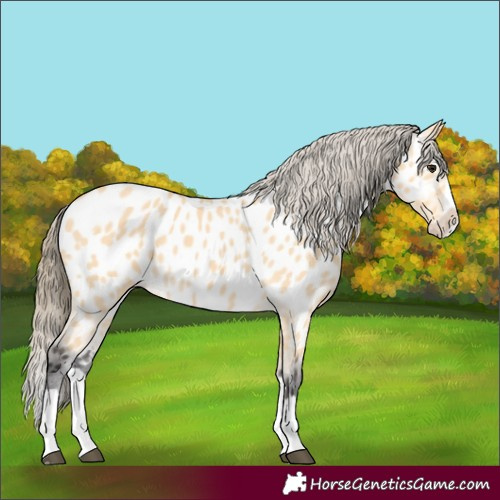 Horse Color:Buckskin Splash Appaloosa 