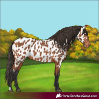 Horse Color:Bay Appaloosa 