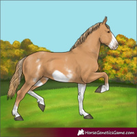 Horse Color:White Spotted Chestnut Frame 