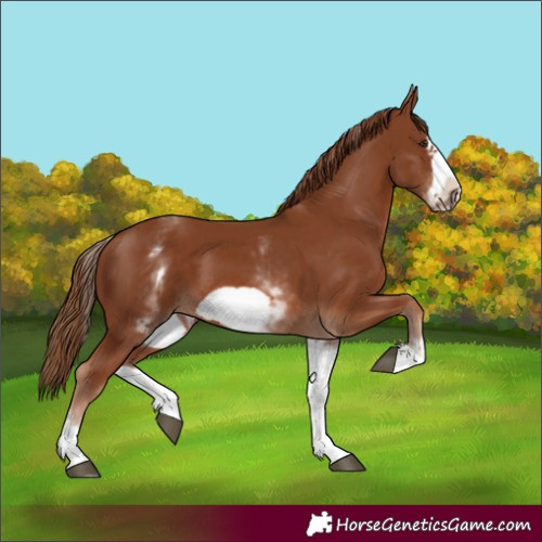 Horse Color:White Spotted Chestnut Frame