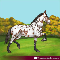Horse Color:Bay Appaloosa 