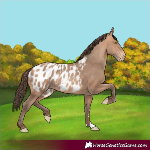 Horse Color:Amber Champagne Appaloosa 