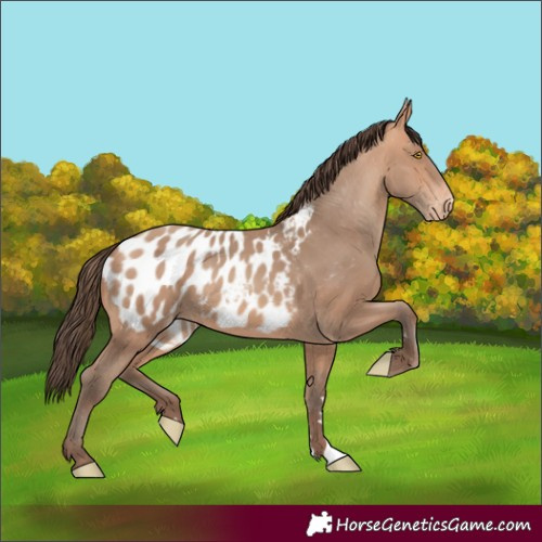 Horse Color:Amber Champagne Near Leopard