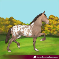 Horse Color:Amber Champagne Appaloosa 