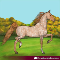 Horse Color:Red Roan  and Red Roan 