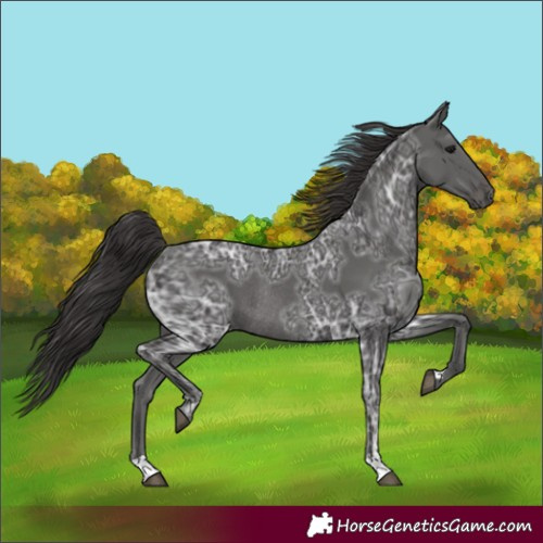Horse Color:Smoky Black Ice Rabicano 