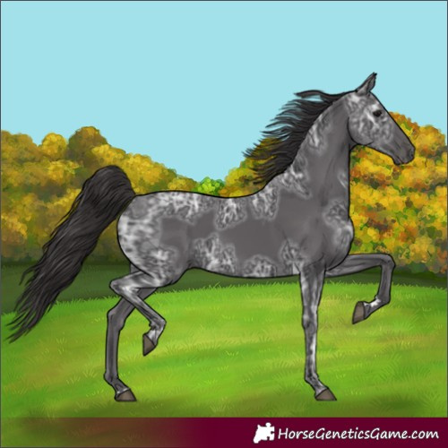 Horse Color:Smoky Black Ice 