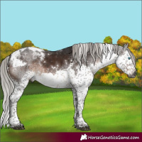 Horse Color:Gray White Spotted Silver Brown Mushroom Splash Tobiano Rabicano 
