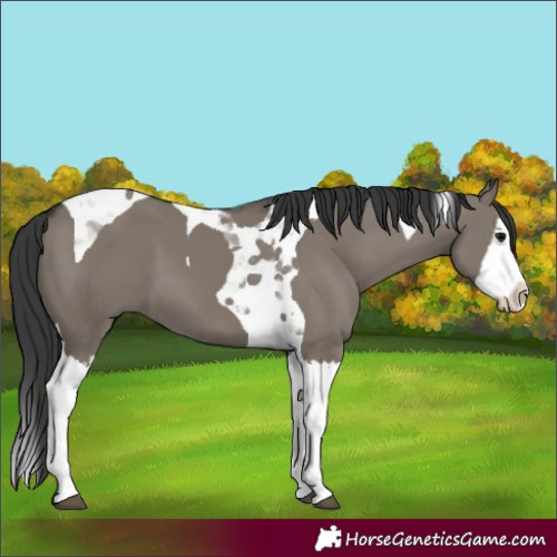 Horse Color:Grullo Splash Tobiano 