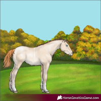 Horse Color:Powder White Buckskin Pearl Dun Tobiano Rabicano 