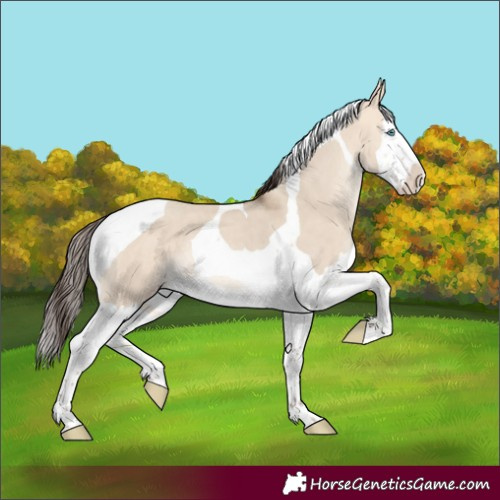 Horse Color:Amber Champagne Dun Splash Tobiano