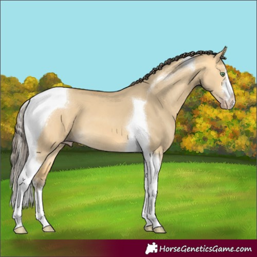 Horse Color:Amber Cream Champagne Dun Tobiano 