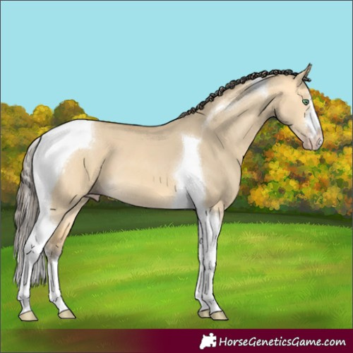 Horse Color:Amber Cream Champagne Dun Tobiano 