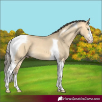 Horse Color:Amber Cream Champagne Dun Tobiano