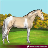 Horse Color:Amber Cream Champagne Dun Tobiano 