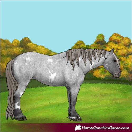 Horse Color:White Spotted Smoky Blue Roan Appaloosa