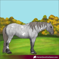 Horse Color:White Spotted Smoky Blue Roan Appaloosa 