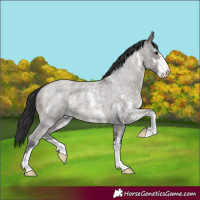Horse Color:Grullo Roan Sabino 