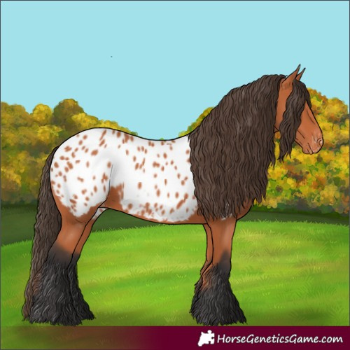 Horse Color:Bay Appaloosa 
