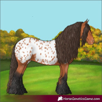 Horse Color:Bay Appaloosa 